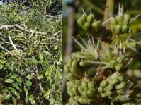 Erythrophleum lasianthum