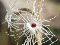 Holothrix randii