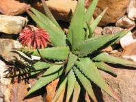 Aloe dabenorisana