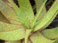Aloe framesii