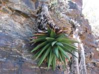 Aloe pavelkae 