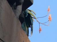 Aloe omavandae