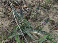 Ledebouria ensifolia