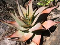 Aloe kouebokkeveldensis