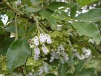 Vitex rehmannii