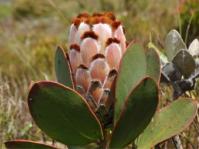 Protea speciosa
