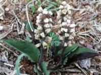 Ledebouria burkei subsp. burkei