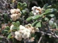 Searsia incisa