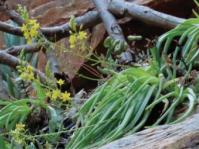 Bulbine meiringii