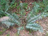 Encephalartos ngoyanus