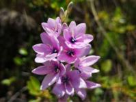 Ixia vinacea