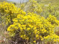Pteronia paniculata