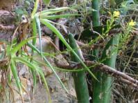 Bulbine suurbergensis