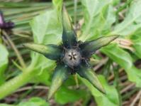 Brachystelma gerrardii 