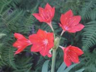 Cyrtanthus elatus 