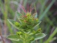 Acalypha punctata 