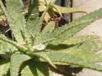 Aloe grandidentata 