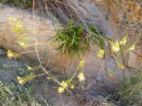 Bulbine ramosa 