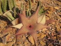 Flowering plant of Stapelia gigantea in habitat. (Photo Cameron McMaster)