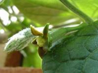 Gerrardanthus tomentosus 