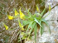 Bulbine thomasiae