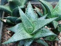 Haworthiopsis tessellata 