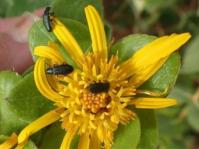 Didelta spinosa 