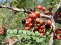 Zanthoxylum humile 