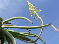Bulbine latifolia var. curvata 