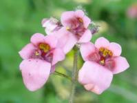 Diascia mollis 