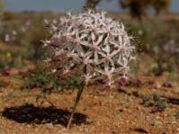 Hessea speciosa 