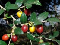 Diospyros natalensis 