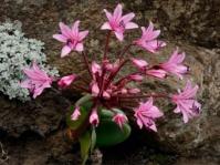 Brunsvigia natalensis 