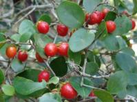Dovyalis longispina 