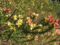 Penaea mucronata 