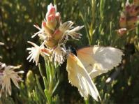 Paranomus dregei 