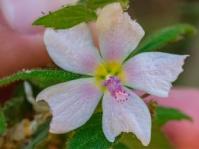 Pavonia columella 
