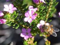 Acmadenia alternifolia