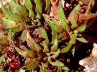 Haworthia angustifolia var. baylissii