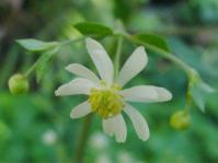 Anemone bracteata 