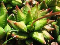 Haworthiopsis attenuata ‘Enon’ 