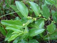 Ziziphus zeyheriana 