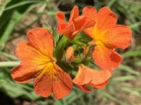 Crossandra greenstockii 