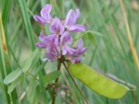 Abrus laevigatus 