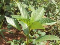 Corchorus olitorius 