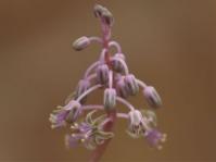 Ledebouria caesiomontana 