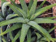 Haworthiopsis attenuata 