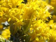 Pteronia incana 