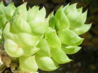 Haworthia cymbiformis var. ramosa 