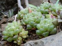Haworthia cymbiformis var. setulifera